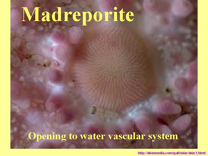 Madreporite Opening to water vascular system http: //ebiomedia. com/gall/skin 1. html Madreporite Opening to water vascular system http: //ebiomedia. com/gall/skin 1. html