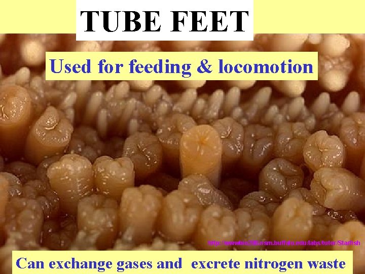 TUBE FEET Used for feeding & locomotion http: //wwwbio 200. nsm. buffalo. edu/labs/tutor/Starfish Can TUBE FEET Used for feeding & locomotion http: //wwwbio 200. nsm. buffalo. edu/labs/tutor/Starfish Can
