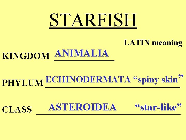 STARFISH LATIN meaning ANIMALIA KINGDOM _______ “spiny skin” PHYLUM ECHINODERMATA _______________ ASTEROIDEA “star-like” CLASS STARFISH LATIN meaning ANIMALIA KINGDOM _______ “spiny skin” PHYLUM ECHINODERMATA _______________ ASTEROIDEA “star-like” CLASS