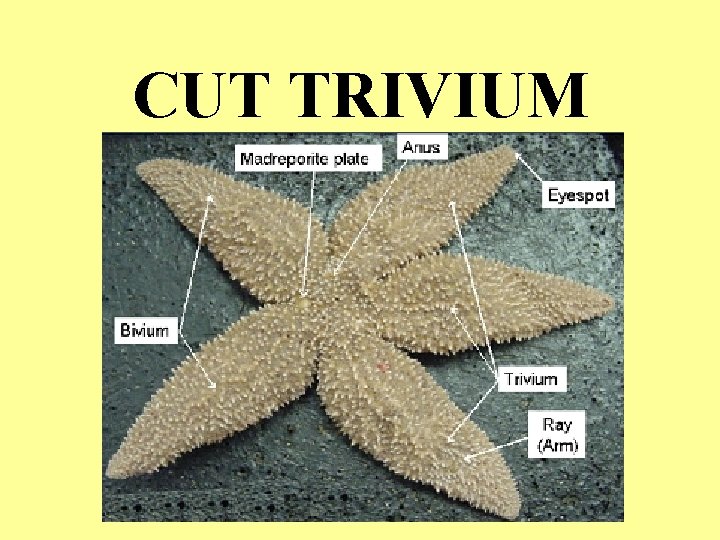 CUT TRIVIUM CUT TRIVIUM