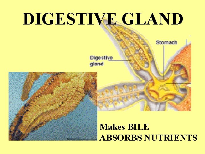 DIGESTIVE GLAND Makes BILE ABSORBS NUTRIENTS DIGESTIVE GLAND Makes BILE ABSORBS NUTRIENTS