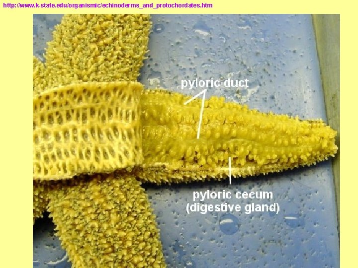 http: //www. k-state. edu/organismic/echinoderms_and_protochordates. htm http: //www. k-state. edu/organismic/echinoderms_and_protochordates. htm