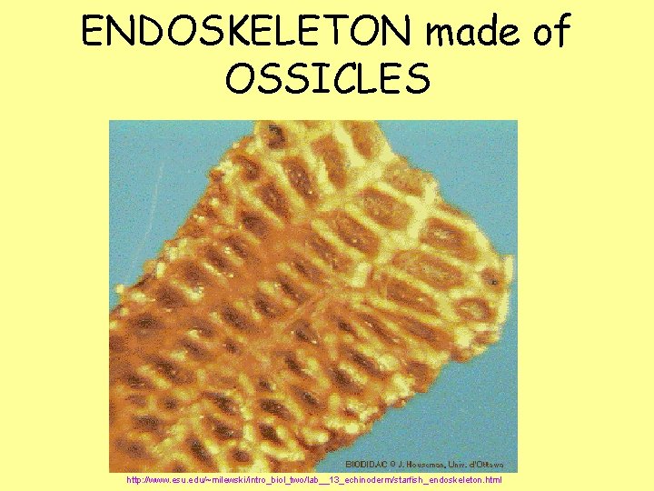 ENDOSKELETON made of OSSICLES http: //www. esu. edu/~milewski/intro_biol_two/lab__13_echinoderm/starfish_endoskeleton. html ENDOSKELETON made of OSSICLES http: //www. esu. edu/~milewski/intro_biol_two/lab__13_echinoderm/starfish_endoskeleton. html
