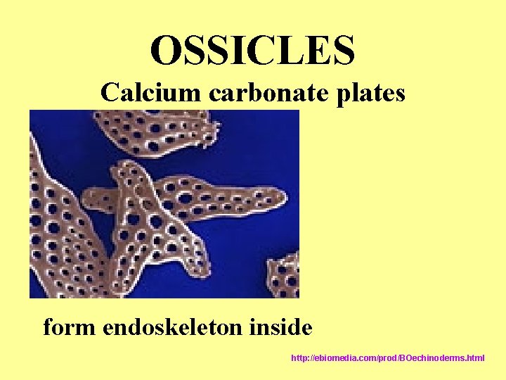 OSSICLES Calcium carbonate plates form endoskeleton inside http: //ebiomedia. com/prod/BOechinoderms. html OSSICLES Calcium carbonate plates form endoskeleton inside http: //ebiomedia. com/prod/BOechinoderms. html