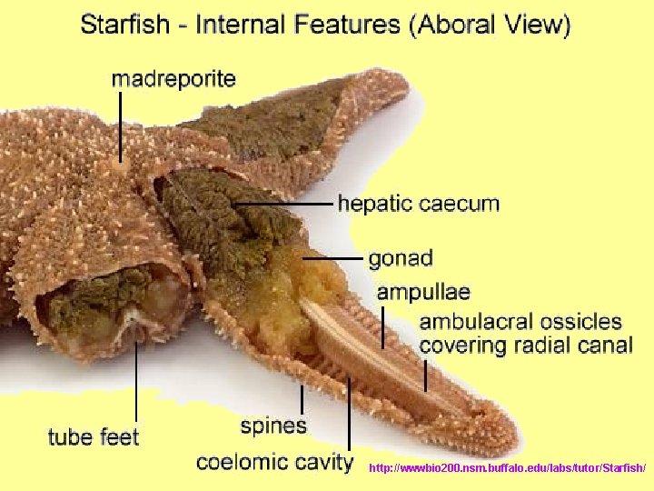 http: //wwwbio 200. nsm. buffalo. edu/labs/tutor/Starfish/ http: //wwwbio 200. nsm. buffalo. edu/labs/tutor/Starfish/