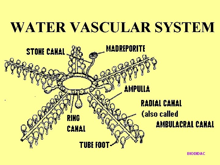 WATER VASCULAR SYSTEM BIODIDAC WATER VASCULAR SYSTEM BIODIDAC