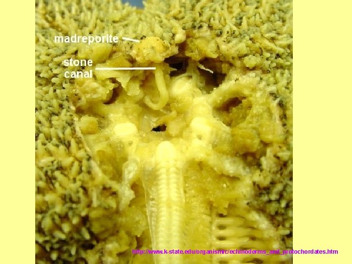 http: //www. k-state. edu/organismic/echinoderms_and_protochordates. htm http: //www. k-state. edu/organismic/echinoderms_and_protochordates. htm