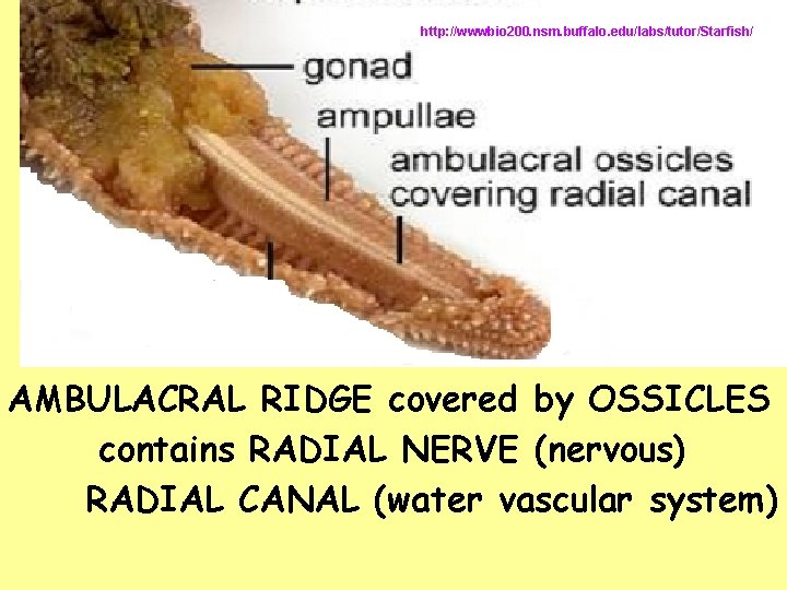 http: //wwwbio 200. nsm. buffalo. edu/labs/tutor/Starfish/ AMBULACRAL RIDGE covered by OSSICLES contains RADIAL NERVE http: //wwwbio 200. nsm. buffalo. edu/labs/tutor/Starfish/ AMBULACRAL RIDGE covered by OSSICLES contains RADIAL NERVE