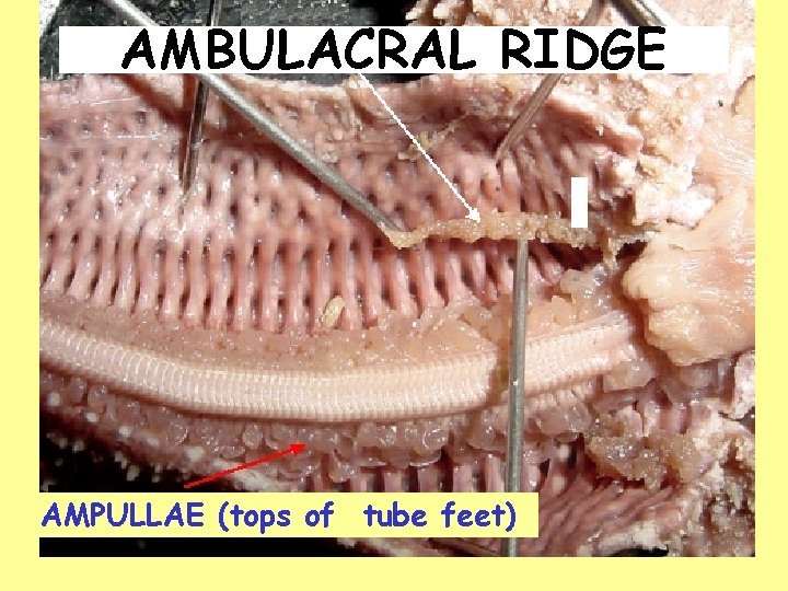 AMBULACRAL RIDGE AMPULLAE (tops of tube feet) AMBULACRAL RIDGE AMPULLAE (tops of tube feet)