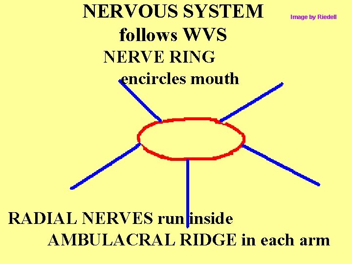 NERVOUS SYSTEM follows WVS Image by Riedell NERVE RING encircles mouth RADIAL NERVES run NERVOUS SYSTEM follows WVS Image by Riedell NERVE RING encircles mouth RADIAL NERVES run