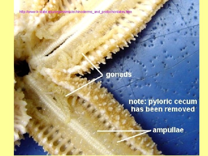 http: //www. k-state. edu/organismic/echinoderms_and_protochordates. htm http: //www. k-state. edu/organismic/echinoderms_and_protochordates. htm