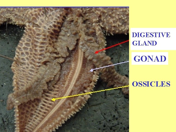 DIGESTIVE GLAND GONAD OSSICLES DIGESTIVE GLAND GONAD OSSICLES