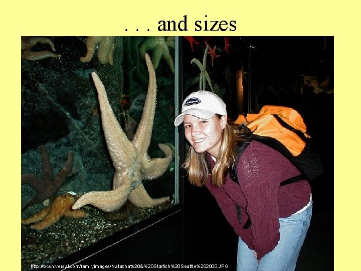 . . . and sizes http: //bcuniversal. com/familyimages/Natasha%20&%20 Starfish%20 Seattle%202000. JPG . . . and sizes http: //bcuniversal. com/familyimages/Natasha%20&%20 Starfish%20 Seattle%202000. JPG