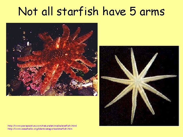Not all starfish have 5 arms http: //www. perspective. com/nature/animalia/starfish. html http: //www. seashells. Not all starfish have 5 arms http: //www. perspective. com/nature/animalia/starfish. html http: //www. seashells.