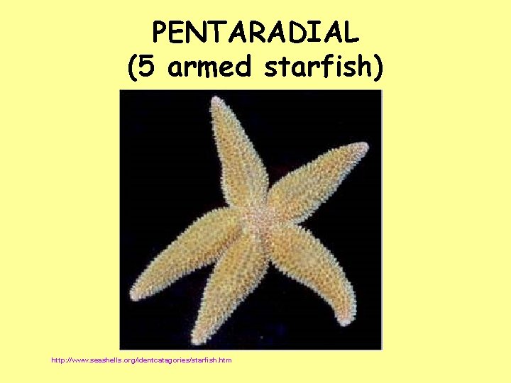 PENTARADIAL (5 armed starfish) http: //www. seashells. org/identcatagories/starfish. htm PENTARADIAL (5 armed starfish) http: //www. seashells. org/identcatagories/starfish. htm