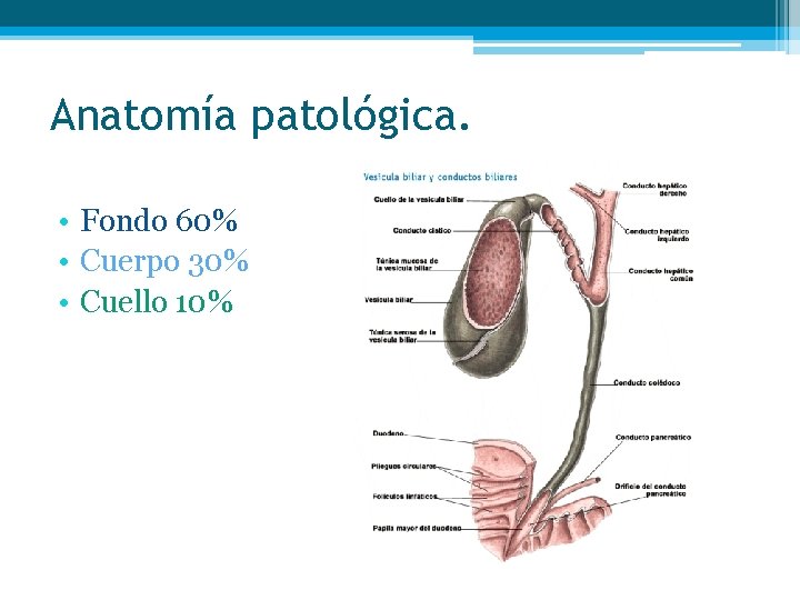 Anatomía patológica. • Fondo 60% • Cuerpo 30% • Cuello 10% 