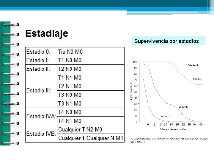 Supervivencia por estadíos 