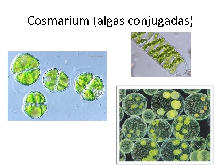 Cosmarium (algas conjugadas) 