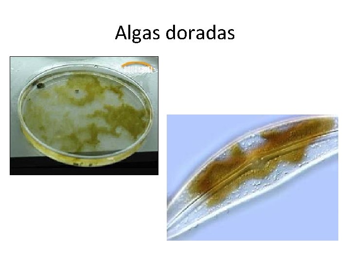 Algas doradas 