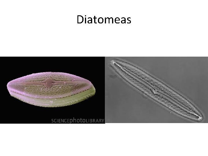 Diatomeas 