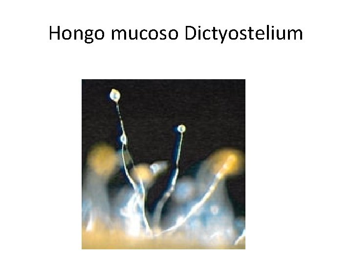Hongo mucoso Dictyostelium 
