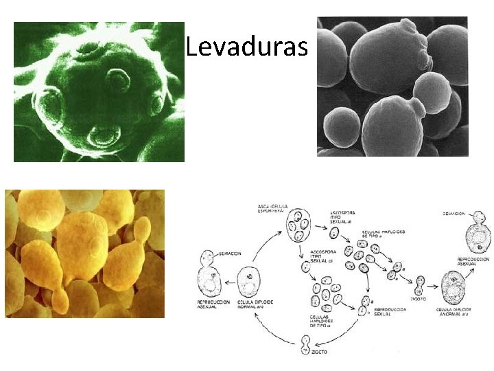 Levaduras 