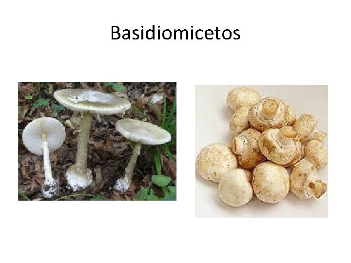 Basidiomicetos 