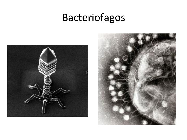 Bacteriofagos 