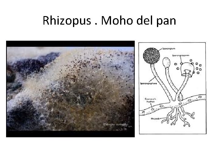 Rhizopus. Moho del pan 