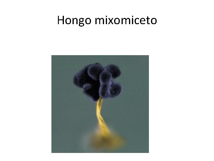 Hongo mixomiceto 
