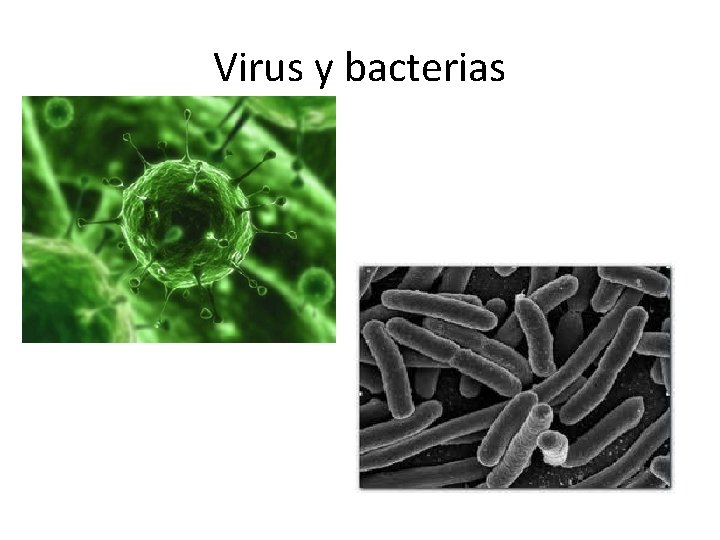 Virus y bacterias 