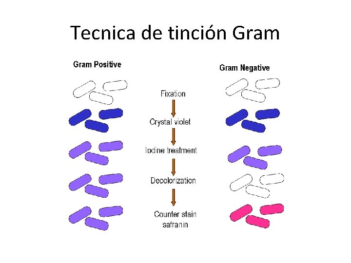 Tecnica de tinción Gram 
