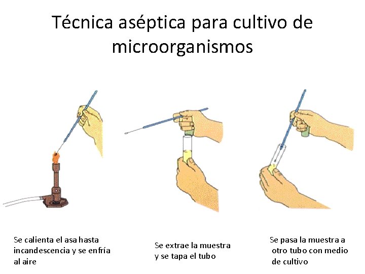 Técnica aséptica para cultivo de microorganismos Se calienta el asa hasta incandescencia y se