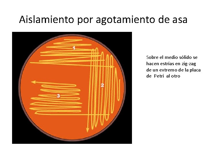 Aislamiento por agotamiento de asa Sobre el medio sólido se hacen estrías en zig-zag