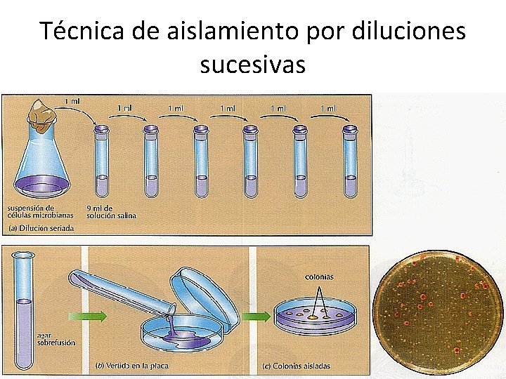 Técnica de aislamiento por diluciones sucesivas 