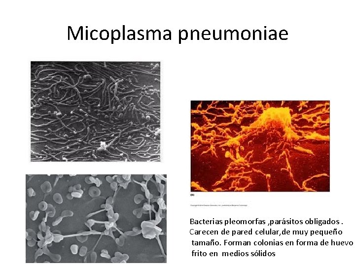 Micoplasma pneumoniae Bacterias pleomorfas , parásitos obligados. Carecen de pared celular, de muy pequeño