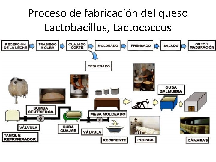 Proceso de fabricación del queso Lactobacillus, Lactococcus 