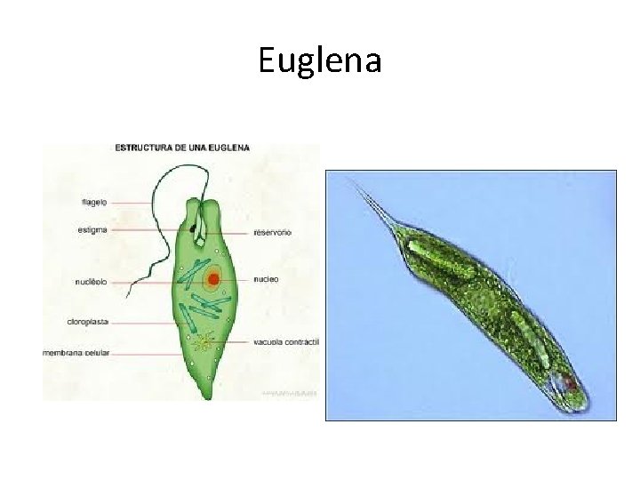 Euglena 