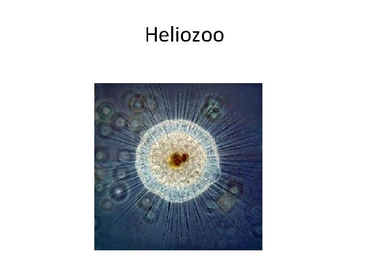 Heliozoo 