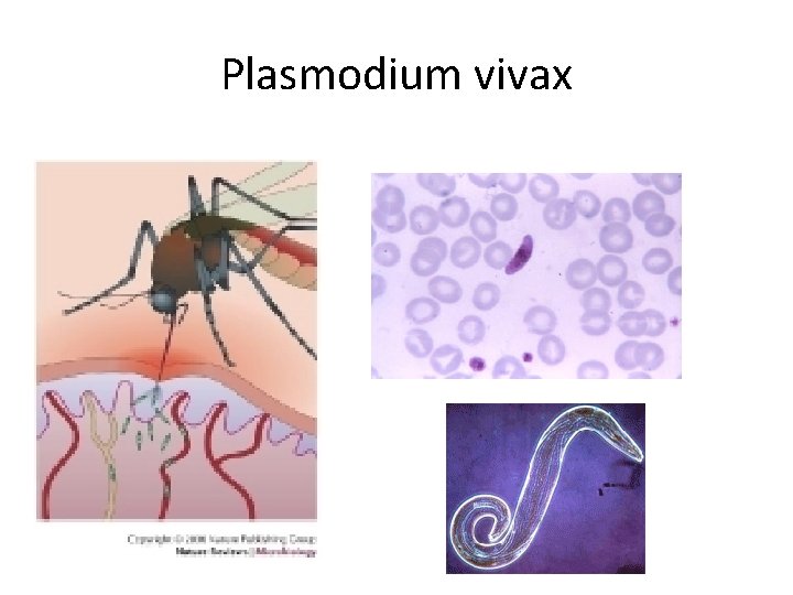Plasmodium vivax 