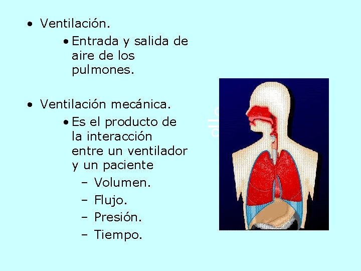  • Ventilación. • Entrada y salida de aire de los pulmones. • Ventilación