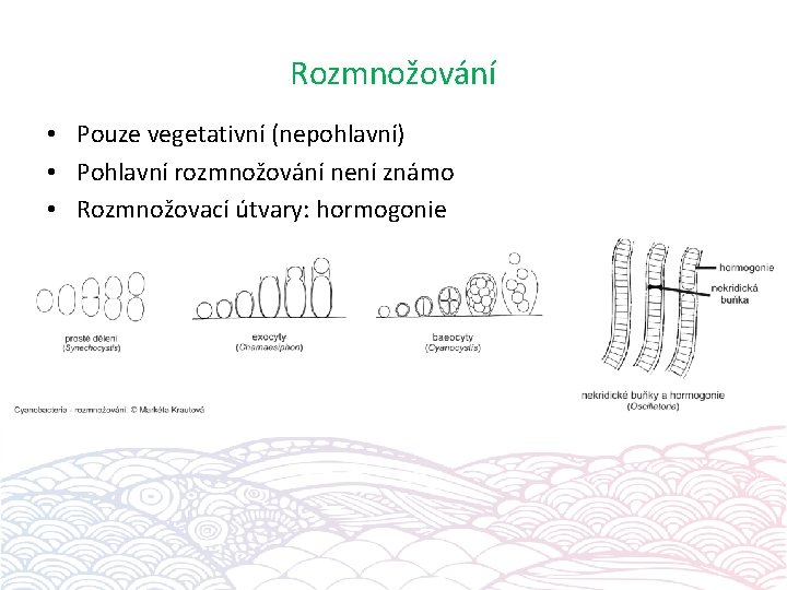 Rozmnožování • Pouze vegetativní (nepohlavní) • Pohlavní rozmnožování není známo • Rozmnožovací útvary: hormogonie