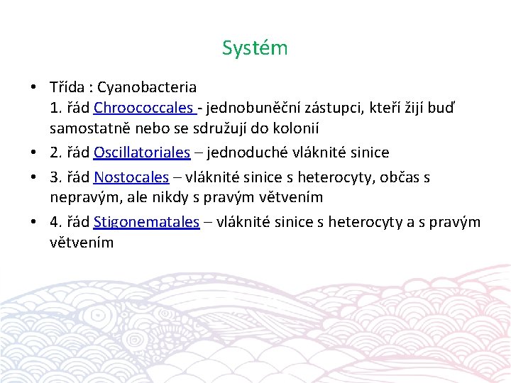Systém • Třída : Cyanobacteria 1. řád Chroococcales - jednobuněční zástupci, kteří žijí buď
