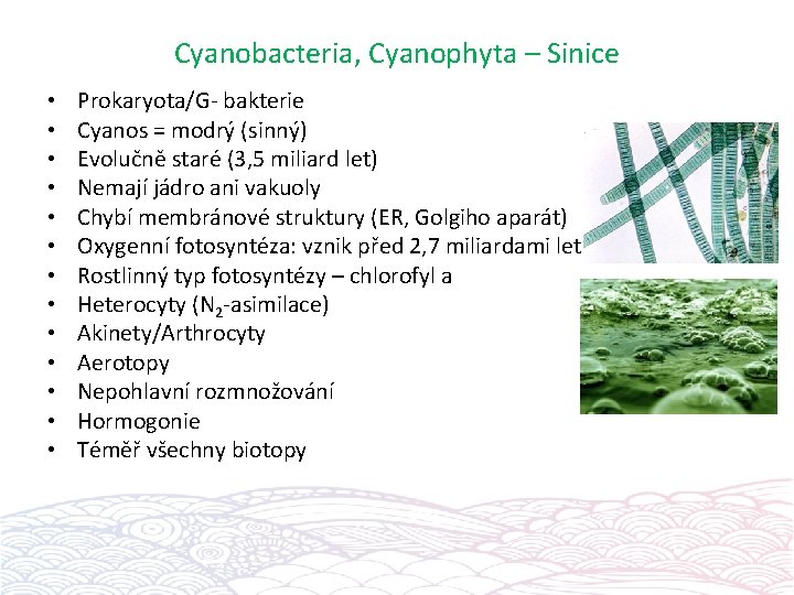 Cyanobacteria, Cyanophyta – Sinice • • • • Prokaryota/G- bakterie Cyanos = modrý (sinný)