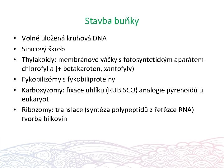 Stavba buňky • Volně uložená kruhová DNA • Sinicový škrob • Thylakoidy: membránové váčky