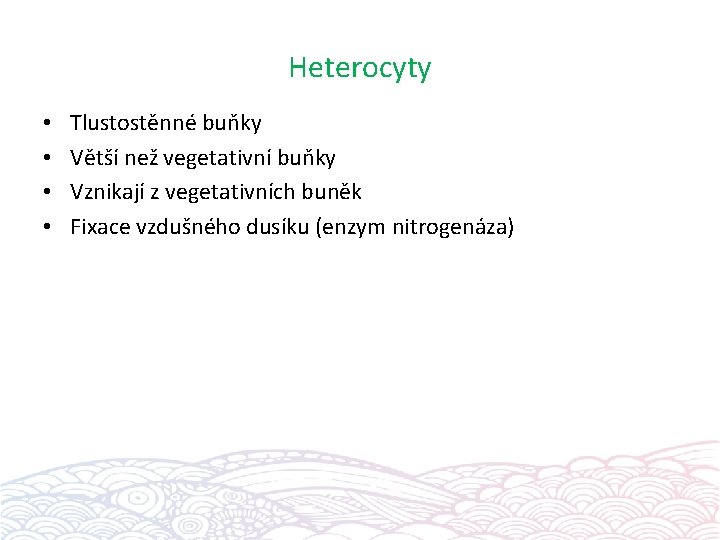 Heterocyty • • Tlustostěnné buňky Větší než vegetativní buňky Vznikají z vegetativních buněk Fixace