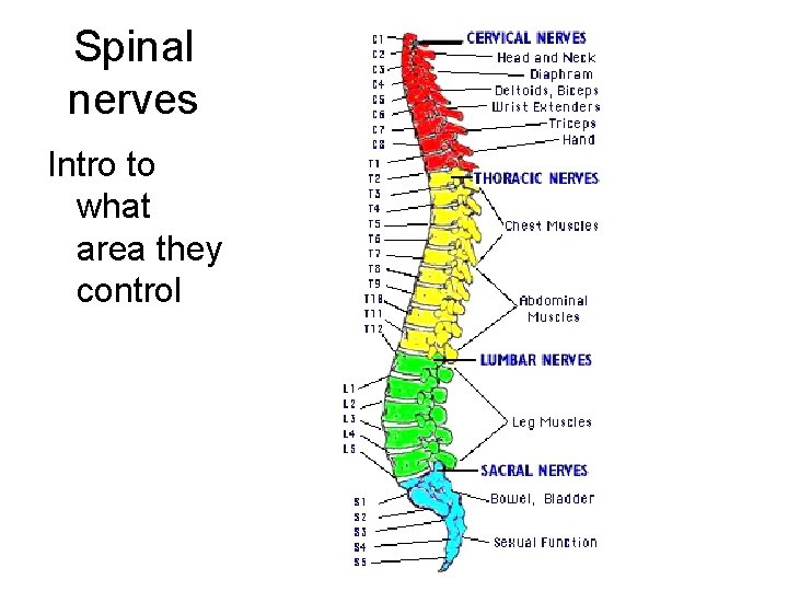 Spinal nerves Intro to what area they control 