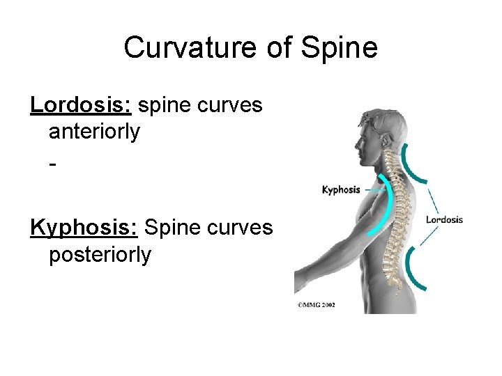 Curvature of Spine Lordosis: spine curves anteriorly Kyphosis: Spine curves posteriorly 
