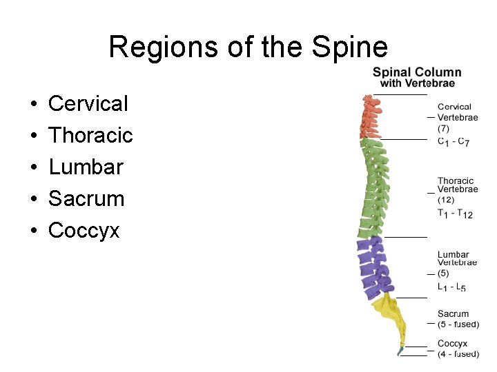 Regions of the Spine • • • Cervical Thoracic Lumbar Sacrum Coccyx 