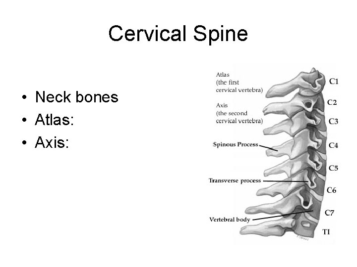 Cervical Spine • Neck bones • Atlas: • Axis: 